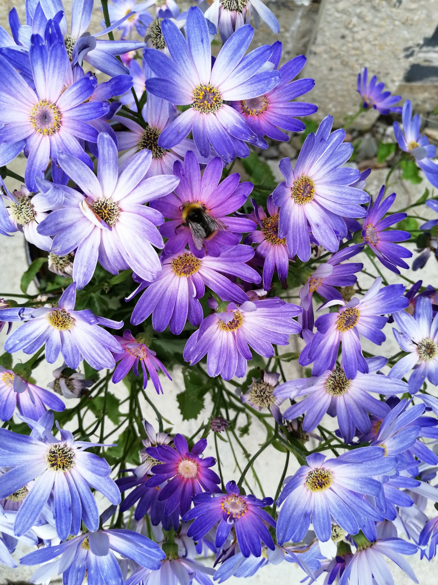 Senetti | 8 x 8 in